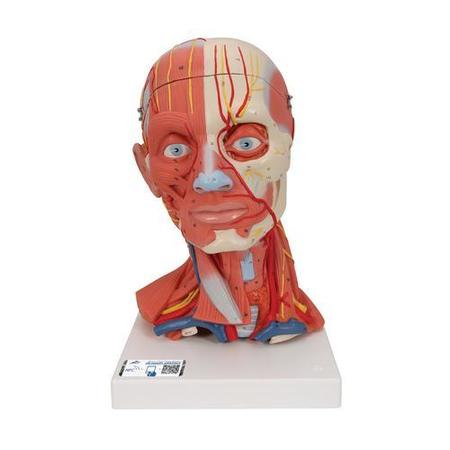 3B SCIENTIFIC Head and Neck Musculature Model - w/ 3B Smart Anatomy 1000214